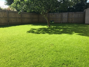 Shade-tolerent-and-wear-tolerent-turf